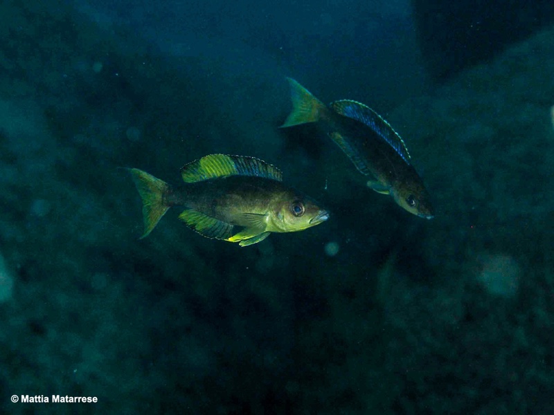 Cyprichromis microlepidotus 'Mabilibili Bay'